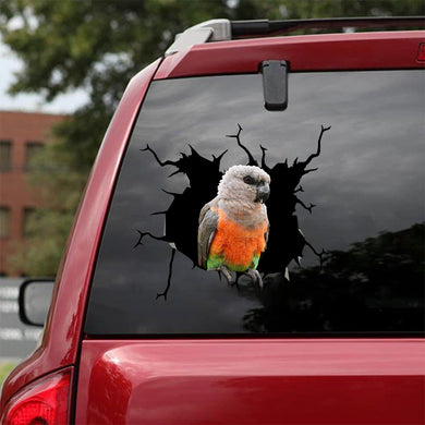 [bv0019-snf-tnt]-african-red-belly-parrot-crack-sticker-birds-lover
