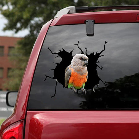 [bv0019-snf-tnt]-african-red-belly-parrot-crack-sticker-birds-lover