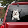 [da0513-snf-tnt]-maine-coon-cat-crack-car-sticker-cats-lover