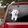 [ld1070-snf-lad]-morkie-crack-car-sticker-dogs-lover