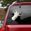 [sk1282-snf-tpa]-cashmere-goat-crack-sticker-cattle-lover