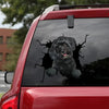[da0086-snf-tnt]-havanese-crack-car-sticker-dogs-lover