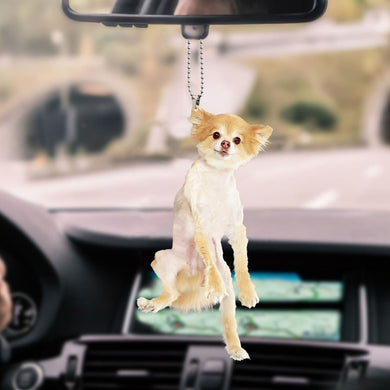 chihuahua-decorate-car