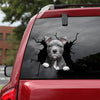 [sk0662-snf-tnt]-american-pitbull-terrier-crack-sticker-dogs-lover