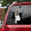 [th0015-snf-lad]-exotic-cat-crack-sticker-cats-lover