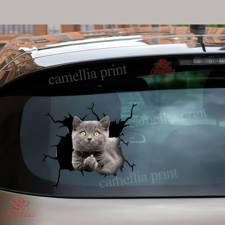 British Shorthair Cat Crack Bone Sticker Humor Transfer Stickers Birthday Gifts For Best Friend