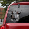 [dt0975-snf-tnt]-russian-blue-cat-crack-car-sticker-cat-lovers