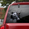 [dt0976-snf-tnt]-russian-blue-cat-crack-car-sticker-cat-lovers