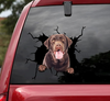 [sk1074-snf-vdt]-chocolate-labrador-crack-sticker-dogs-lover